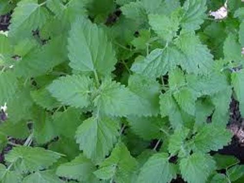 Catnip Great Garden Herb Cats Love It by Seed Kingdom Bulk 1/4 Lb Seeds
