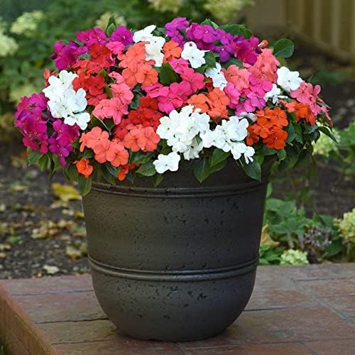 Park Seed Impatiens Flowering Plant Seeds, Beacon Formula Mixture Hybrid, Pack of 30 Seeds