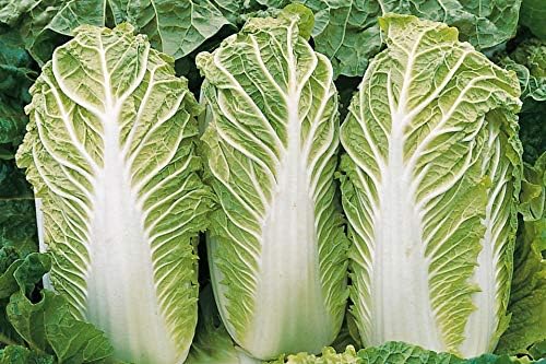 Seeds Peking Napa Cabbage Heirloom Vegetable for Planting Non GMO