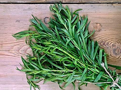 KIRA SEEDS - Seeds French Tarragon Medicinal - Estragon - Heirloom Herbs - GMO Free