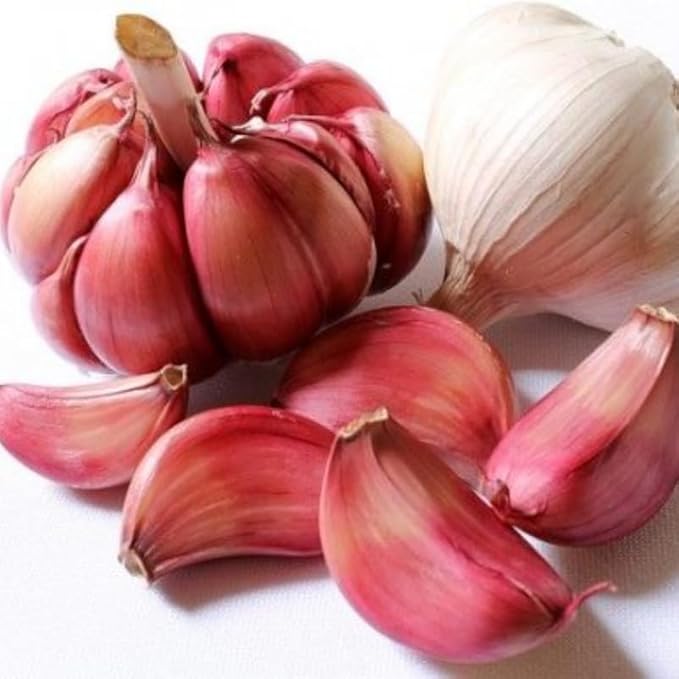 1 Pound Chesnok Red Hardneck Garlic Bulbs for Planting, Fresh High-Yield Hardy Garlic for Garden or Container Growing