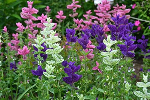 NIKA SEEDS - Seeds Flowers Clary Tricolor Mix Annual - 100 Seeds