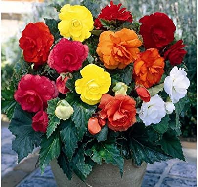 Seeds Wax Begonia Mix Large Flower Indoor Garden Beautiful Flowers Perennial for Planting Non GMO