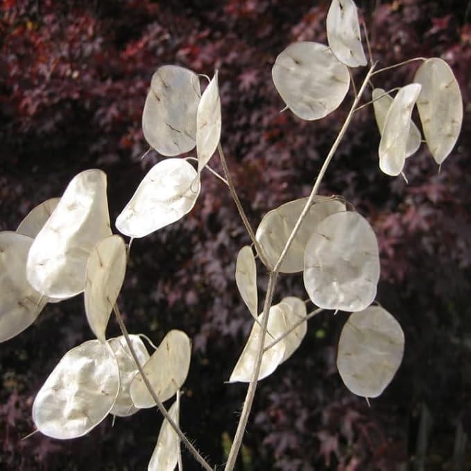 TomorrowSeeds - Money Plant (Lunaria) Seeds - 300+ Count - for 2026 Planting Non-GMO Heirloom Lunaria Honesty Silver Dollar Perennial Wildflower Garden Flower Dried Bouquet House Plant Live
