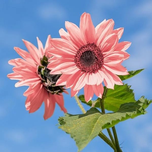50pcs Non-GMO Pink Sunflower Seeds for Planting - High Germination Rate - Heirloom Flower Variety for Your Beautiful Garden Planting Instructions for Easy Grow - Great Gardening Gifts