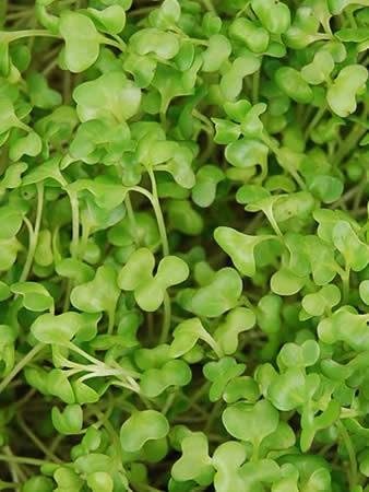 Cabbage Seeds - Golden Acre - 1 Oz - Non-GMO, Heirloom, Open Pollinated - Vegetable Garden, Micro Greens