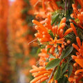 100 Count Pyrostegia Venusta Flower Seeds Firecracker Cigar Plant - Perennial Fast Climbing Vine, Long Flowering Season, Suitable for Home Gardens & Patios