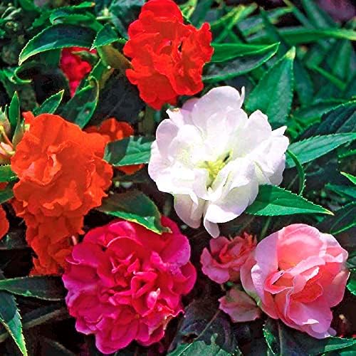 Garden Balsam Impatiens Balsamina 50+ Seeds Garden Seeds for Planting Flowers
