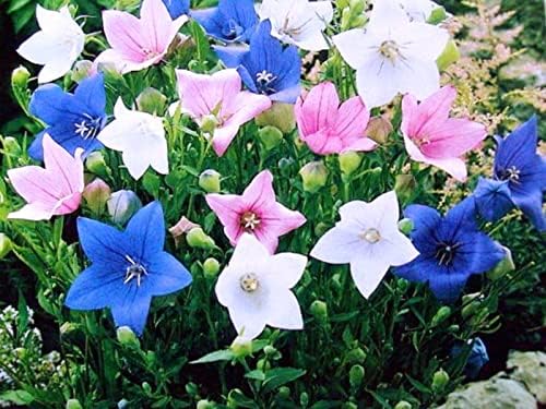 Balloonflower Mix Seeds – Perennial Flower (Platycodon grandiflorus) | Unique Balloon-Shaped Buds, Colorful Blooms in Blue, Pink & White