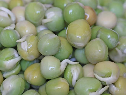 "COOL BEANS n SPROUTS" Brand, Green Pea Seeds for Sprouting Microgreens,4 ounces, A superfood packed with antioxidants and health-promoting nutrients. A small town family run USA business.Thank you !