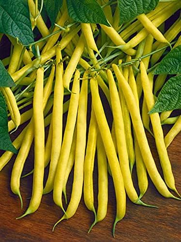 Top Notch Golden Wax Bush Beans - 100 Count Seed Pack - Easy Plants to Grow & Care for- Country Creek LLC