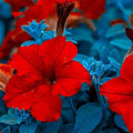 Supercascade Petunia Series Red ~100 Seeds – Large Blooms for Hanging Baskets, Containers & Beds – Annual Flower, Non-GMO, Easy to Grow – Full Sun – Garden Color Mix