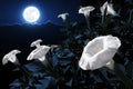 Tropical White Knight Vine - Blooms at Night, Reflects Moonlight, Exotic Night Blooming Annual Flower Seeds, A Night Sunflower 20 Seeds