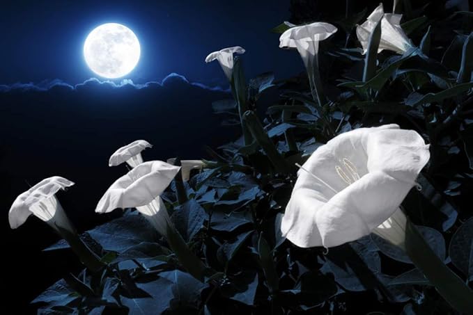 Tropical White Knight Vine - Blooms at Night, Reflects Moonlight, Exotic Night Blooming Annual Flower Seeds, A Night Sunflower 20 Seeds