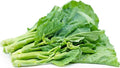 1/2-oz Green Pointed Leaf GAILAN GAI LAN Seeds; KAILAN KAILAAN; Chinese Kale 綠葉芥藍