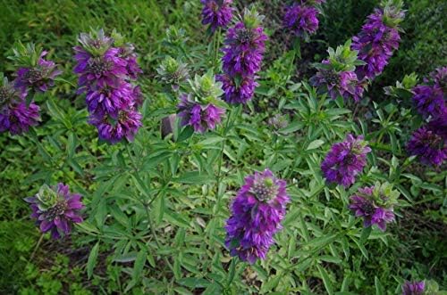 NIKA SEEDS - Seeds Herb Lemon Bee Balm (Lemon Mint) Medicinal - 300 Seeds