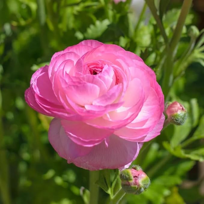 Set 50 Ranunculus Bulbs for Planting, Pink Ranunculus Corms Bulk, Butterfly Ranunculus Flowers Bulbs Spring Fall, Peony Buttercup Ranunculus
