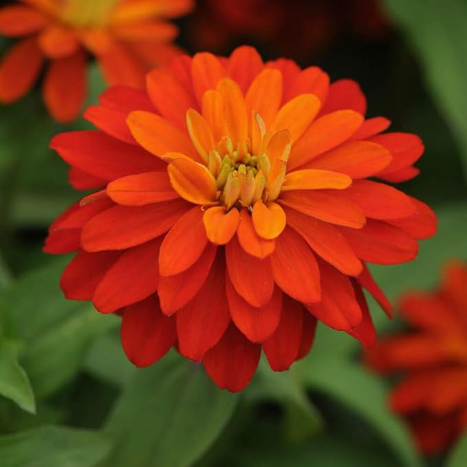 Outsidepride Marylandica Zahara Double Fire Zinnia Seeds for Planting Outdoors – 100Pcs Annual, Heat & Drought Tolerant, Butterfly-Attracting, Ideal for Plant Beds & Cut Flower Garden (AAS Winner)