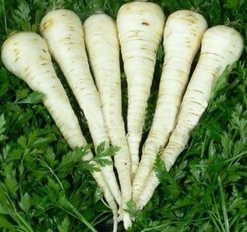 KIRA SEEDS - Seeds Sugar Parsley - Root - 2000 Seeds - Heirloom Herb - GMO Free