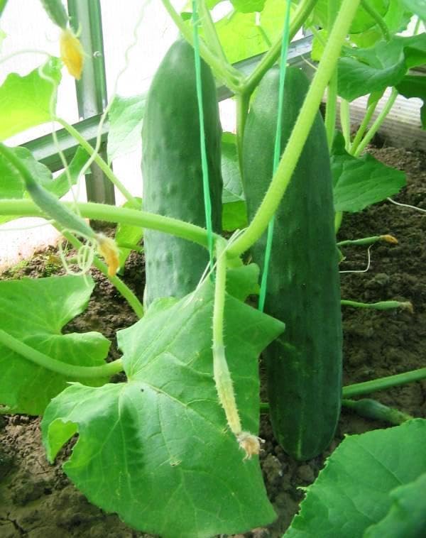 Cucumber Zozulya F1 Seeds – Hybrid, Parthenocarpic (Self-Pollinated) | 45–50 Days to Harvest | Early, High-Yield Variety for Greenhouses & Containers
