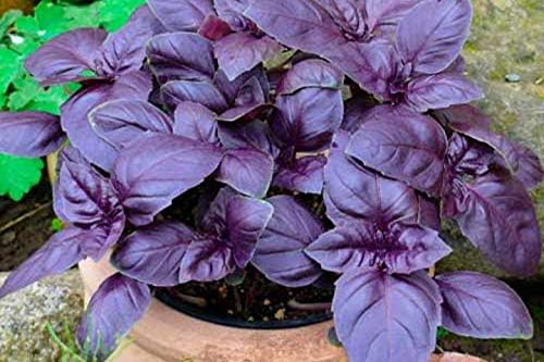 CEMEHA SEEDS - Seeds Purple Basil Indoor Non GMO Herbs for Planting