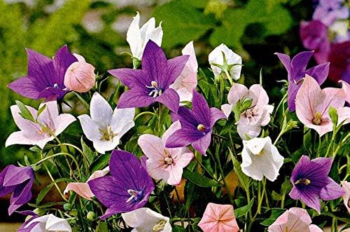 Balloonflower Mix Seeds – Perennial Flower (Platycodon grandiflorus) | Unique Balloon-Shaped Buds, Colorful Blooms in Blue, Pink & White