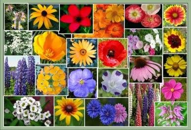Non GMO Bulk Southeast Wildflower Seed Mix 25 Species of Wildflower Seeds (100 Lb)