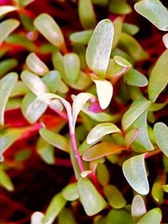 Rainbow Swiss Chard Seeds: 1 Lb - Vegetable Garden & Micro Greens Seeds - Non-GMO Seeds for Indoor & Outdoor Gardening