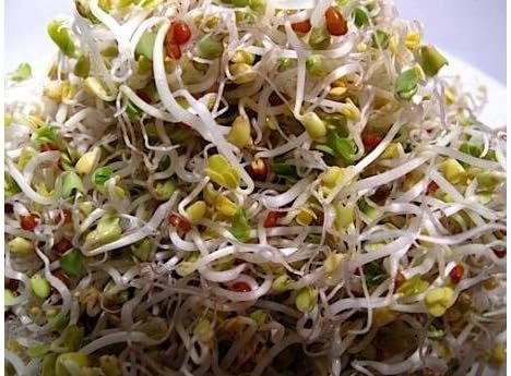 Todd’s Seeds - Countryside Delight Sprouting Seed Mix - One Pound - Sprouting Seeds for Microgreens - Clover, Cress, Arugula, Radish and Dill - Chemical Free - Non GMO