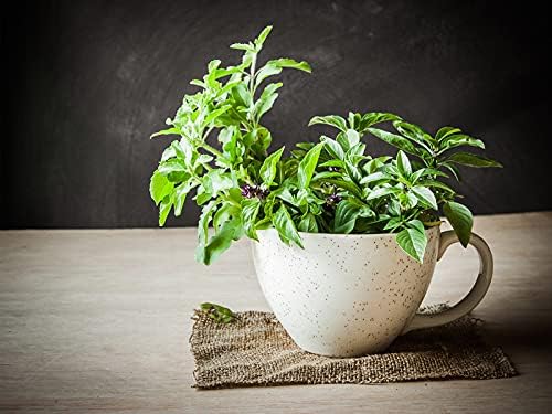 FUN AND GROW SEEDS: Seeds Ornamental Tulsi Tree Holy Basil Non GMO Heirloom