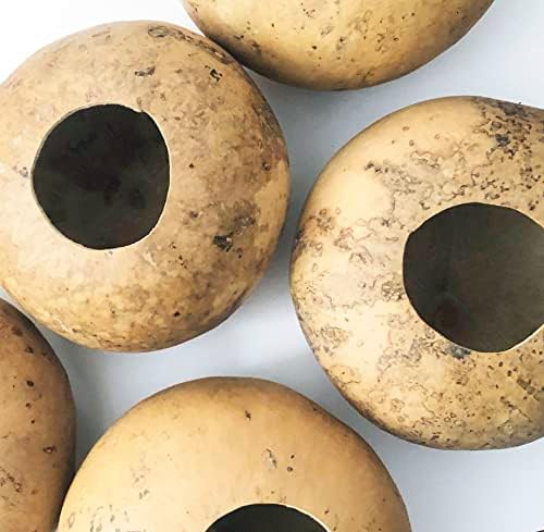 Bushel Basket Gourd Seeds (Lagenaria siceraria) 10 Seeds (3 g) - Huge Gourds for Crafts by Smoke Camp Crafts