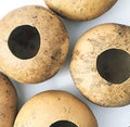 Bushel Basket Gourd Seeds (Lagenaria siceraria) 10 Seeds (3 g) - Huge Gourds for Crafts by Smoke Camp Crafts