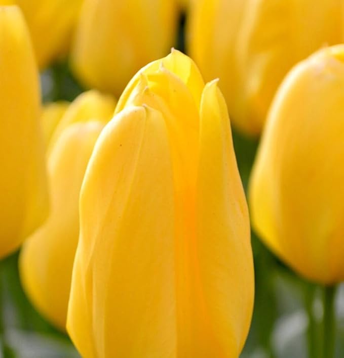 Tulipa Fringed Mixture Tulip Bulbs Size 11/12 for Planting - Plant in Fall, Winter or Early Spring (Golden Emperor, 15, Count)