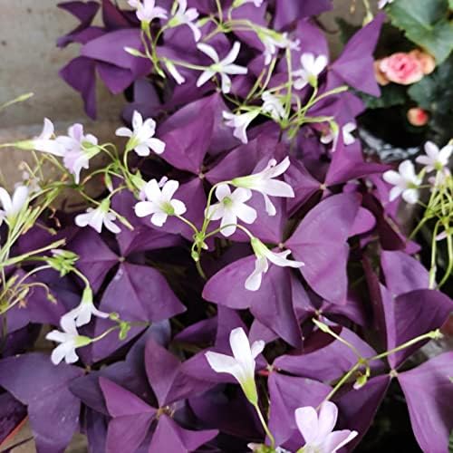 12PCS Purple Shamrocks Bulbs Good Luck Plant Purple Oxalis Bulbs for Planting Grows Indoor or Outdoor Oxalis Triangularis Bulb The Novice