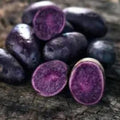 Purple Potato Seeds, 60 Seeds True Potato Seeds Vegetable Seeds for Growing