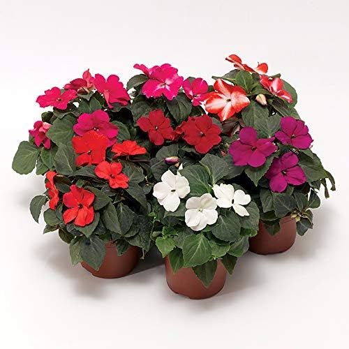 Park Seed Impatiens Flowering Plant Seeds, Imara XDR Flower Mix, Pack of 30 Seeds