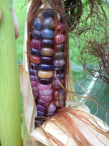 Glass Gem Indian Corn Heirloom Seed - The Most Beautiful Corn in The World! 10 Seed/Pack