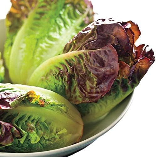 Park Seed Lettuce Salad Mix Edible Plant Seeds – Mini Romaine Blend with Truchas and Breen Varieties, Baby-Size Red Romaine for Containers and Garden Rows, Cold-Hardy and Quick to Mature, Pack of 100