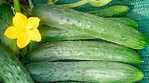 Seeds Vegetable Indoor Cucumber Zozula Self-Pollinating 45 Days All Seasons Vine Plant for Pickling - 10 Seeds