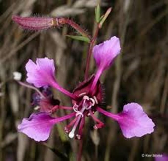 Clarkia Seed - Heirloom, Non-GMO, 25 Seeds, Vibrant Annual Flower for Gardens & Borders. Beautiful Flowers to Plant in Your Home Garden - Non-GMO Heirloom Seeds