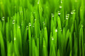 Cat Grass Seeds for Planting - 5 Pounds - Nutritious and Tasty Treat for Cats and Other Animals.