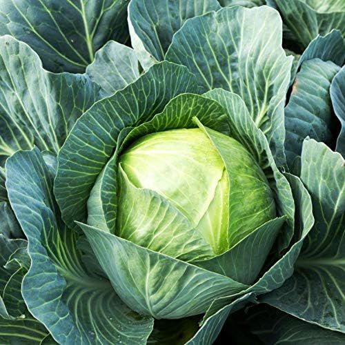 Seeds Vegetable Cabbage Winter Green - 100 Seeds