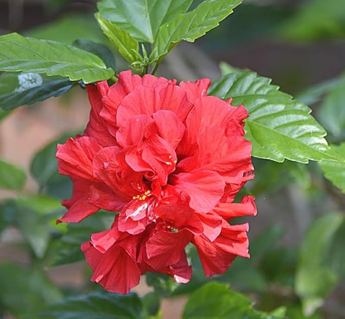 Multicolor Hibiscus Seeds Perennials Rare Non-GMO Heirloom Variety for Your Garden Rose of Sharon Syriacus Hibisceae Beautiful 50pcs