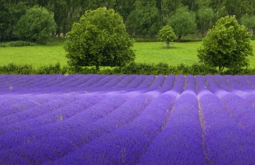 5,000 True English Lavender Vera Lavender Augustifolia Vera Herb Flower Seeds