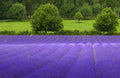 5,000 True English Lavender Vera Lavender Augustifolia Vera Herb Flower Seeds