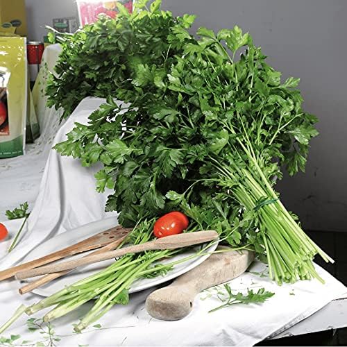 SeedsUP - 2000+ Seeds Italian Flat-Leaf Parsley Indoor for Pots Year-Round - 2000 Seeds - Herb Green