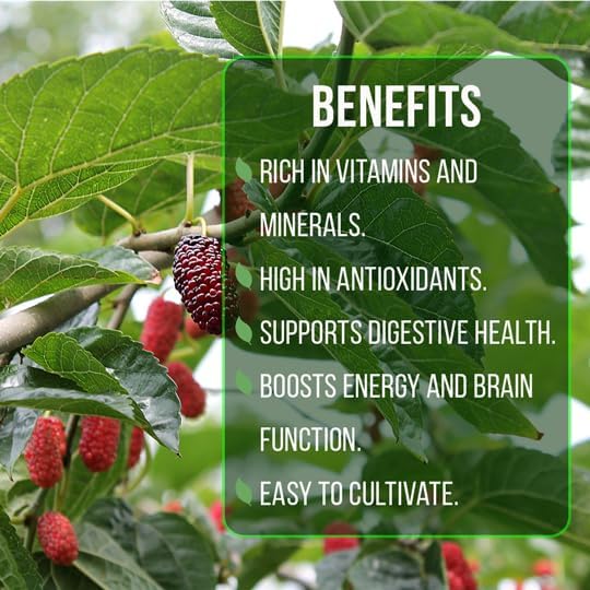 Mulberry Illinois Everbearing Plant (4 Pack) | Real Live Fruit Plants for Sale| Easy to Grow Live Plants for Organic Gardens | Organic Landscaping, and Indoor or Outdoor Planting.