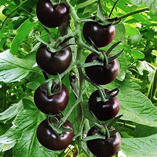 Seeds Black Cherry Tomato - Heirloom Vegetable - GMO Free
