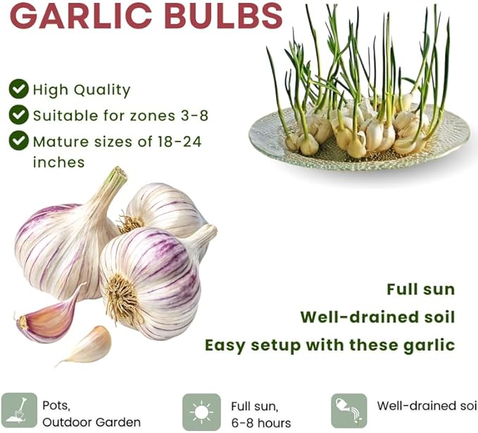 1 Pound Purple Hardneck Garlic Bulbs for Planting, Fresh High-Yield Hardy Garlic for Garden or Container Growing