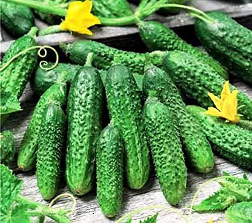 CEMEHA SEEDS - Seeds Cucumber Parisian Gherkin Open-Pollinated Pickling Non GMO Vegetable for Planting